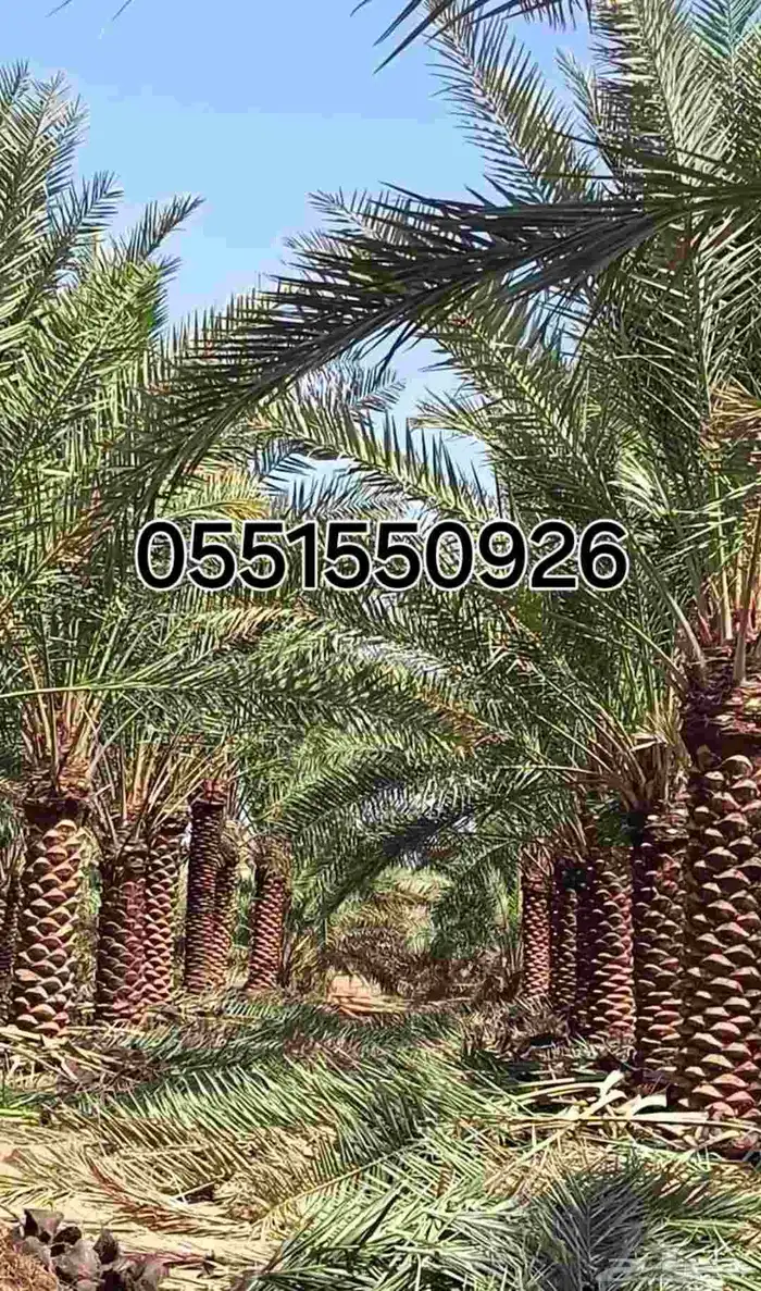 نخل نوايع للبيع خلاص 0