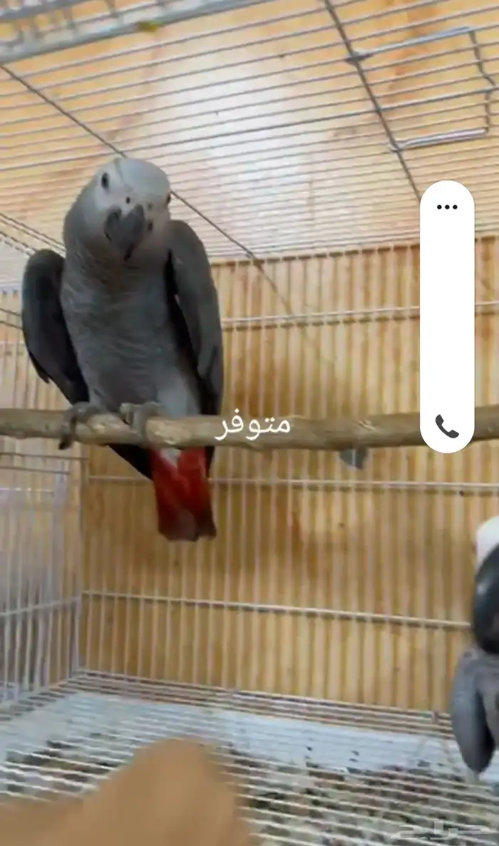 فروخ كاسكو أحجام 1