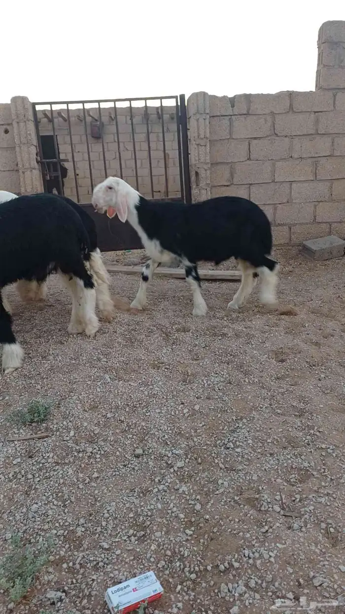 طليان نجد صنف 0