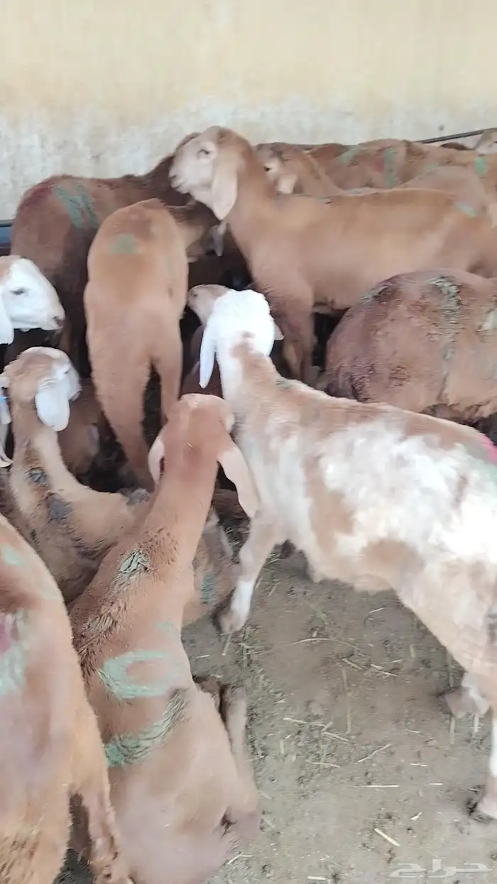 غنم سواكني تربيه العدد 80 البيع جمل وتفريد 0