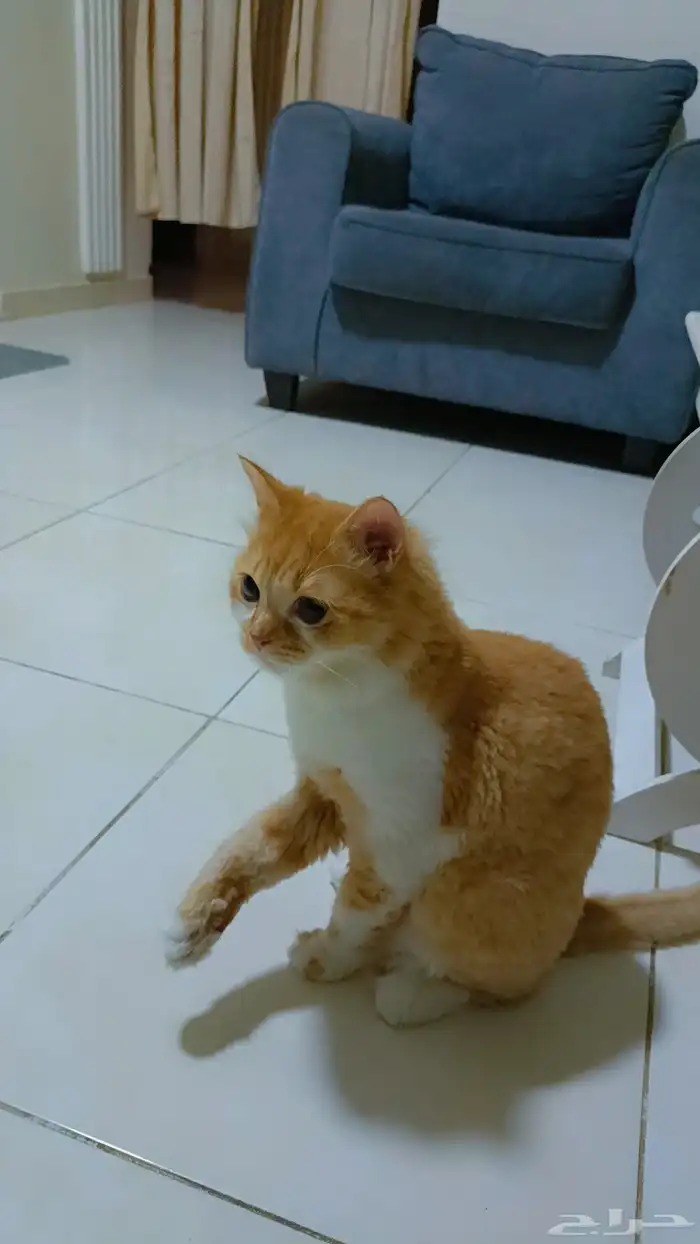 قط للتبني بدون مقابل 1
