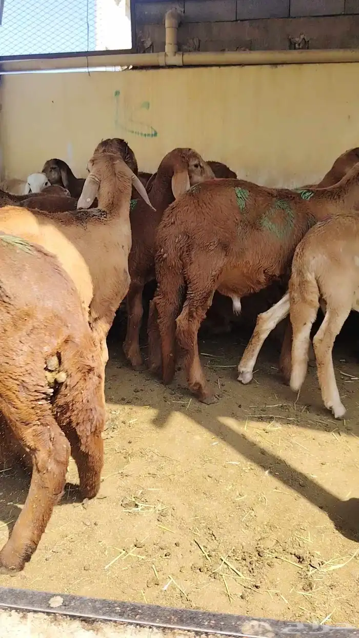 غنم سواكني تربيه العدد 80 البيع جمل وتفريد 2