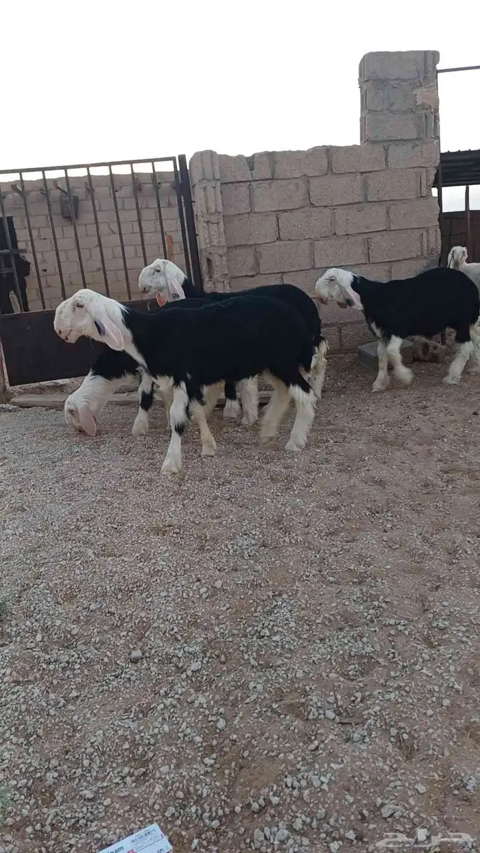 طليان نجد صنف 1