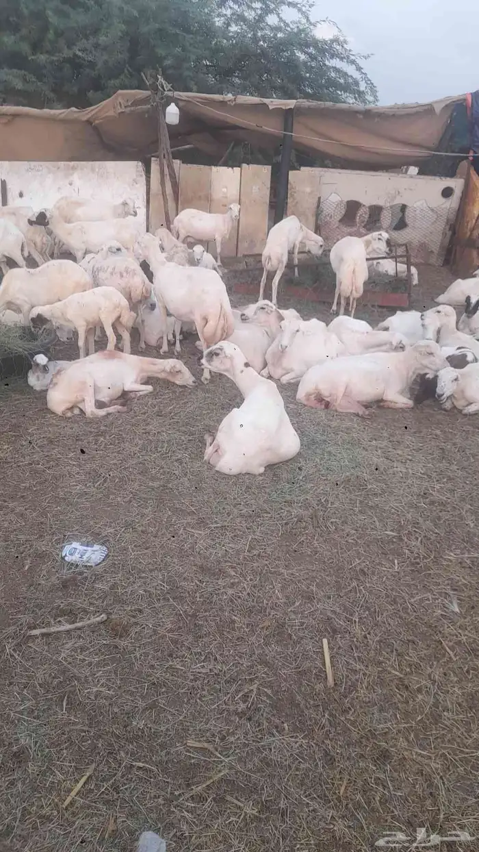 يوجد لدينا ضان رفيددات مولدات ودفيع 0