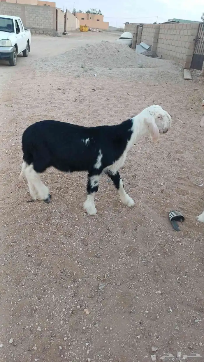طليان نجد صنف 2