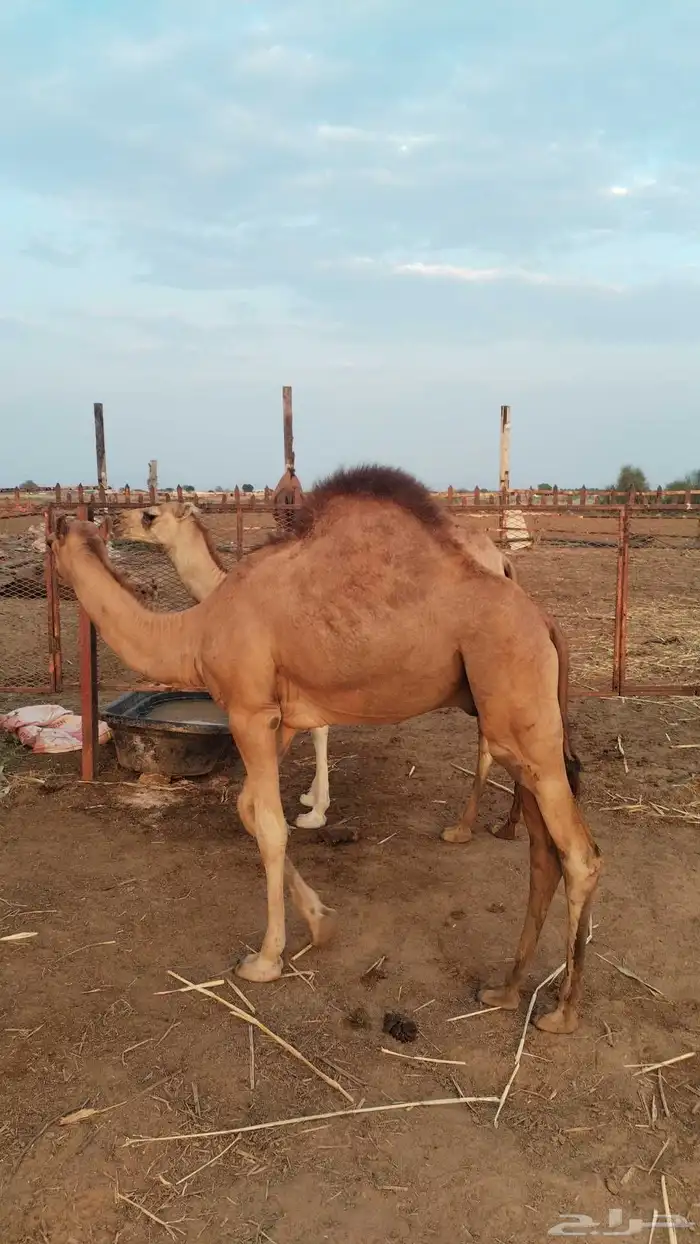 2 قعدان لبنيه 5