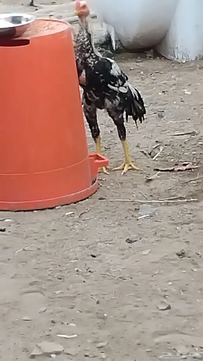 ديك باكستاني ما شاءالله تبارك الله طول 1