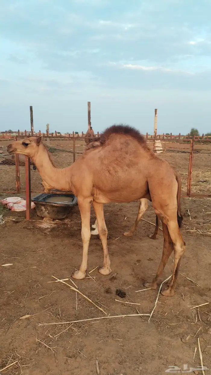 2 قعدان لبنيه 7