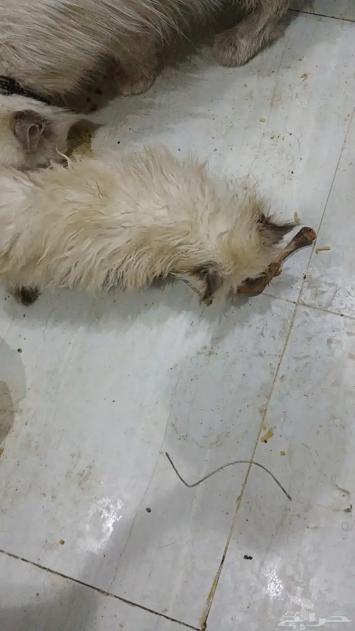 قطط هملايا 0