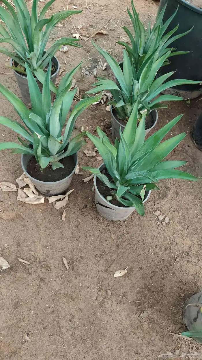 تنسيق حدائق 20