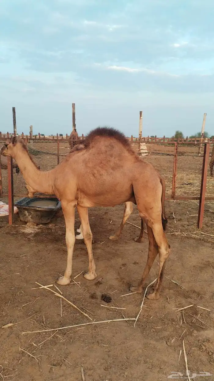 2 قعدان لبنيه 6