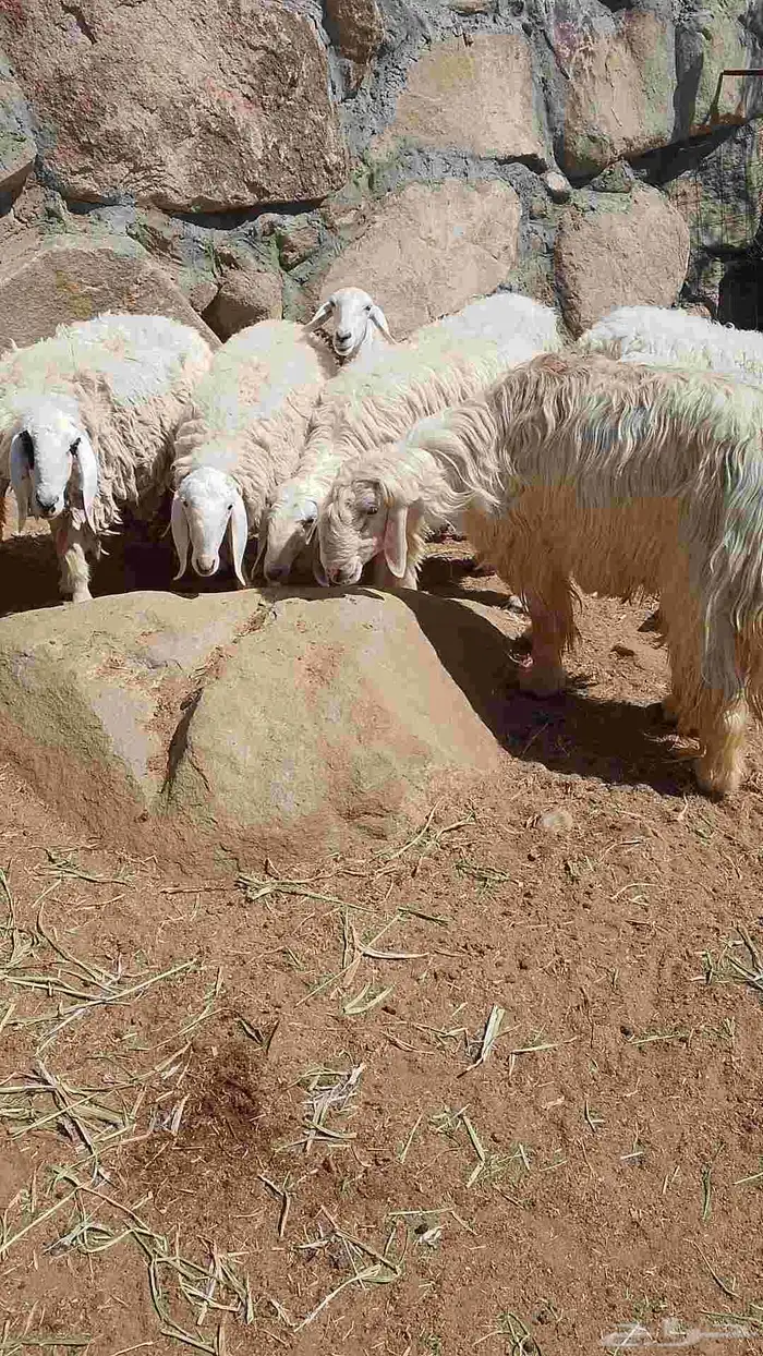 الفحل العيسي المصنف 5