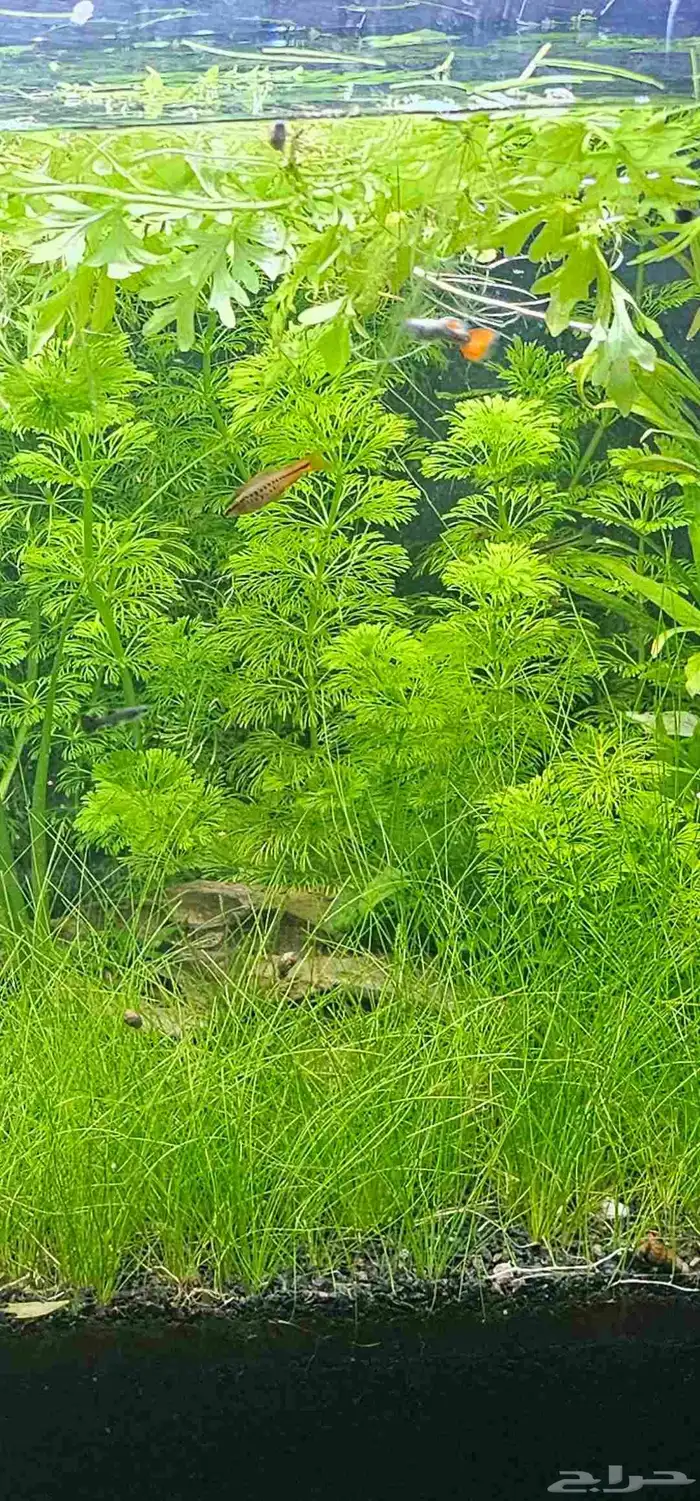 نبات مائي سيسفلورا Limnophila Sessiliflora 0