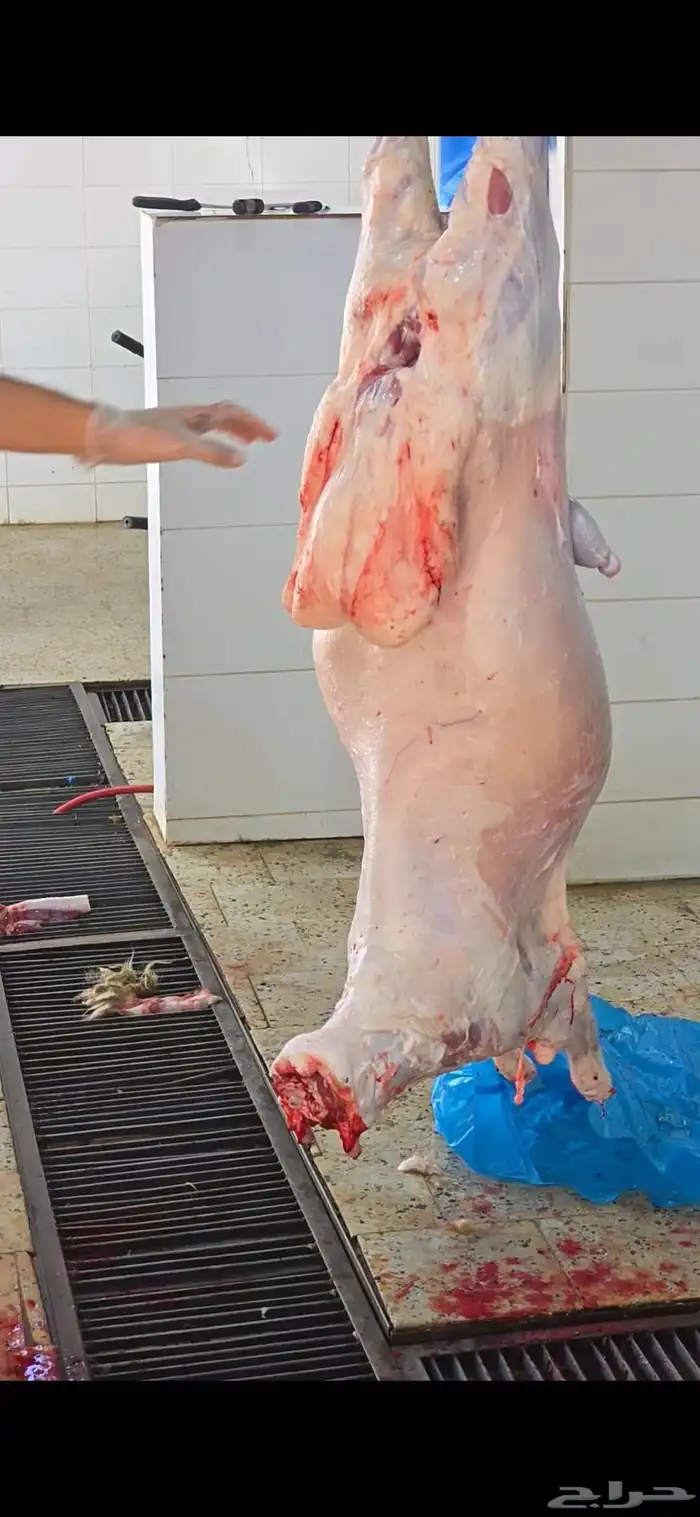 طليان نعيم وحري ونجدي ذبايح 5