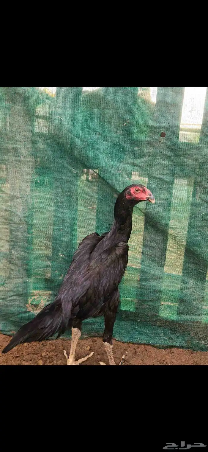 طقم شامو الماني دم هزاز 1