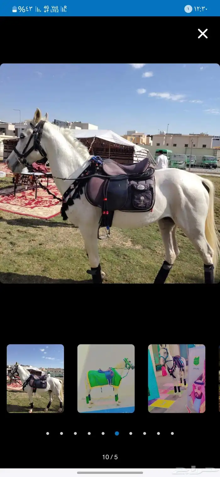 أجار جمال ركبي وا خيول وا دبابات بي اليوم وا الاسبوع 3