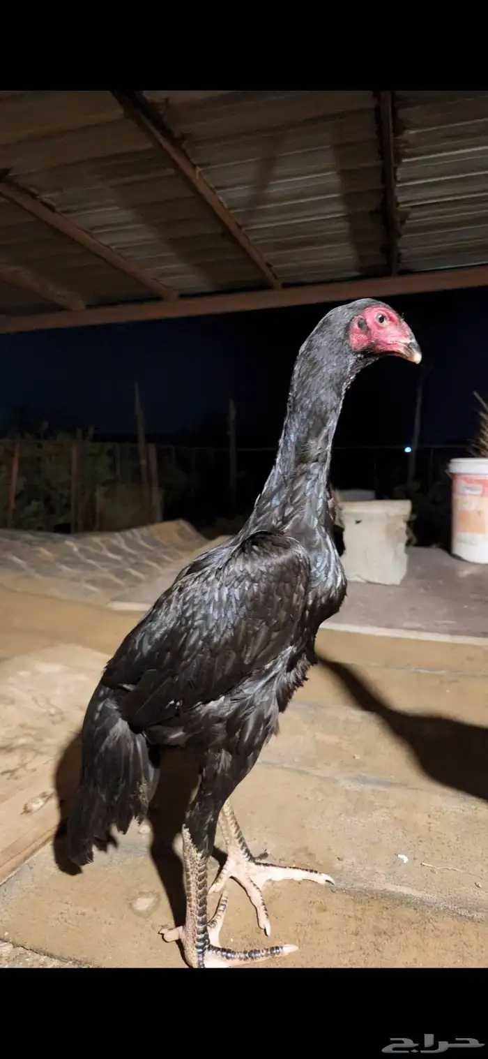 طقم شامو الماني دم هزاز 3