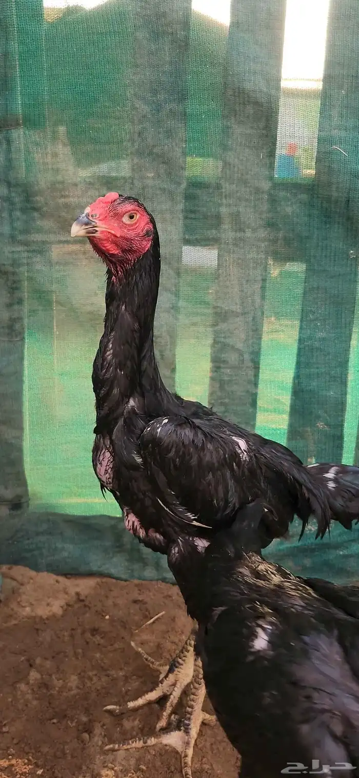 طقم شامو الماني دم هزاز 4