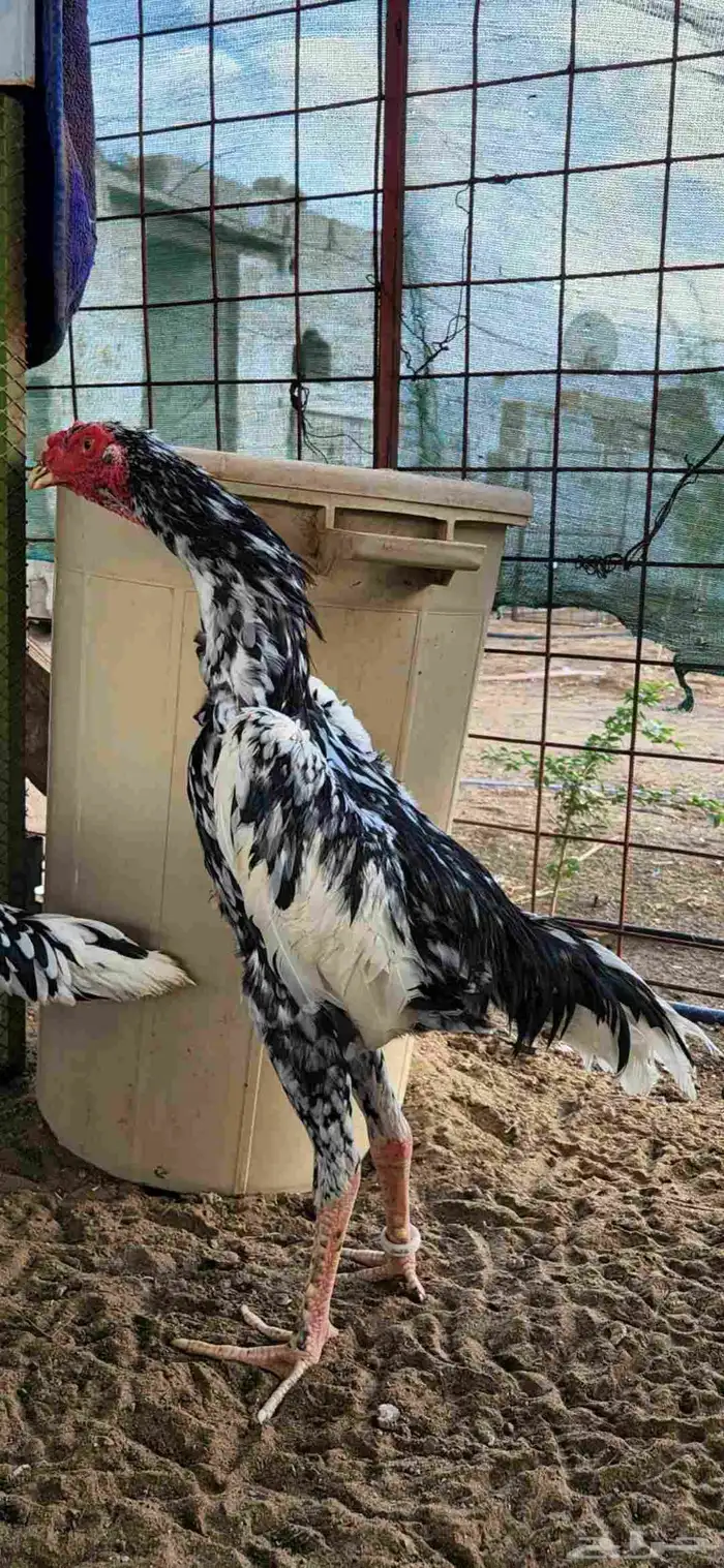 طقم شامو الماني دم هزاز 9