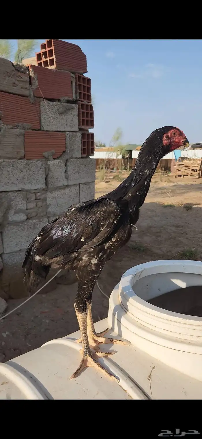 طقم شامو الماني دم هزاز 6