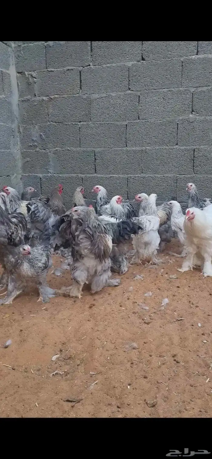 ديوك براهما 0
