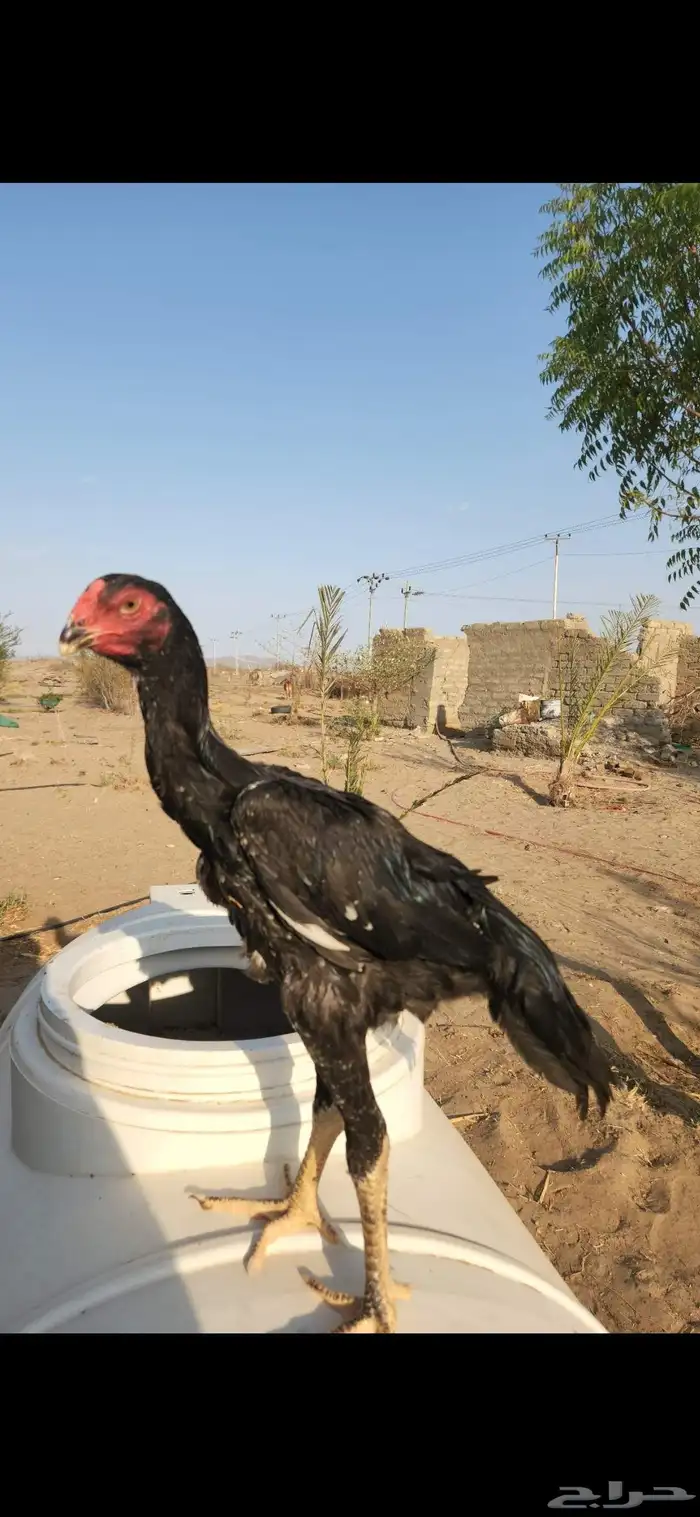 طقم شامو الماني دم هزاز 5