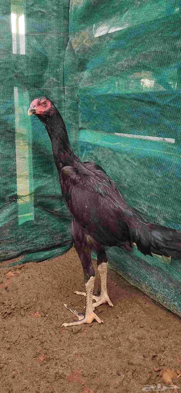 طقم شامو الماني دم هزاز 0