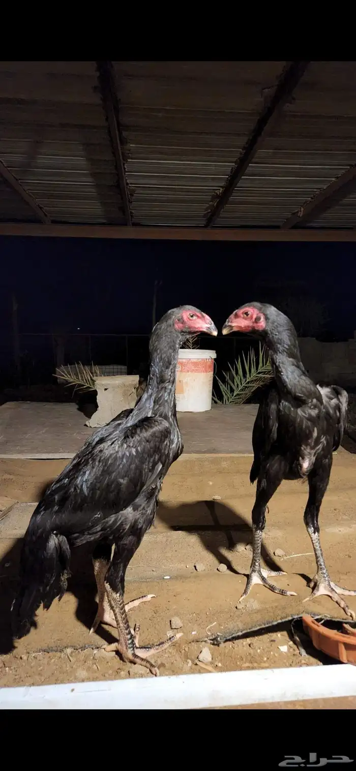 طقم شامو الماني دم هزاز 2