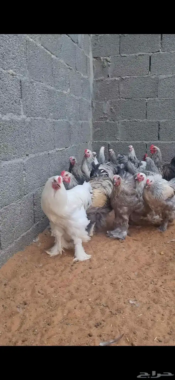 ديوك براهما 1