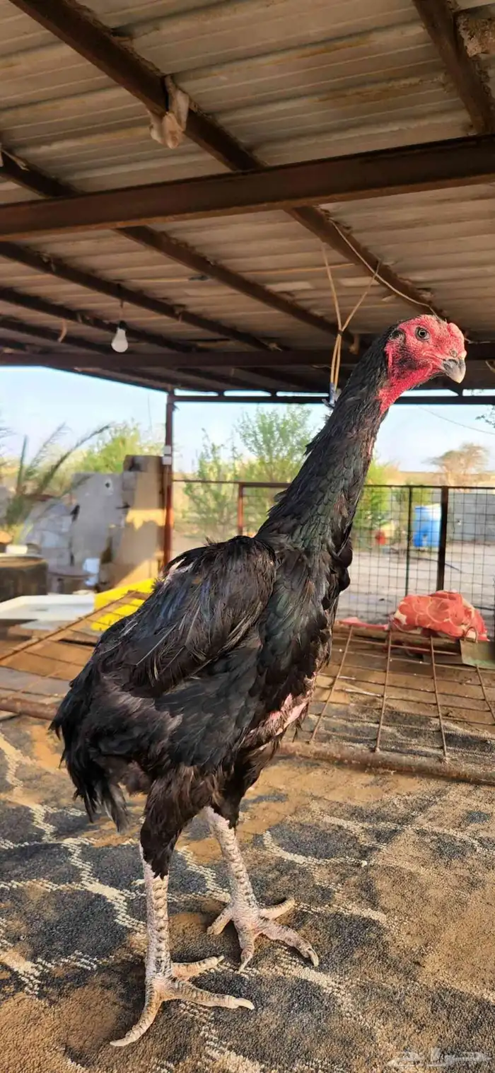 طقم شامو الماني دم هزاز 8