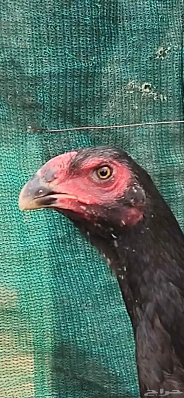 طقم شامو الماني دم هزاز 7