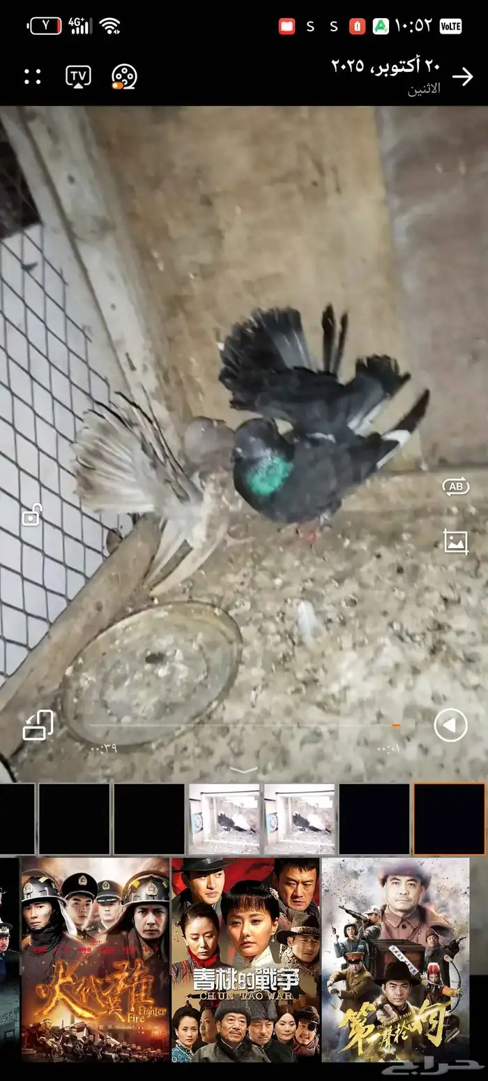 حمام للبيع 3