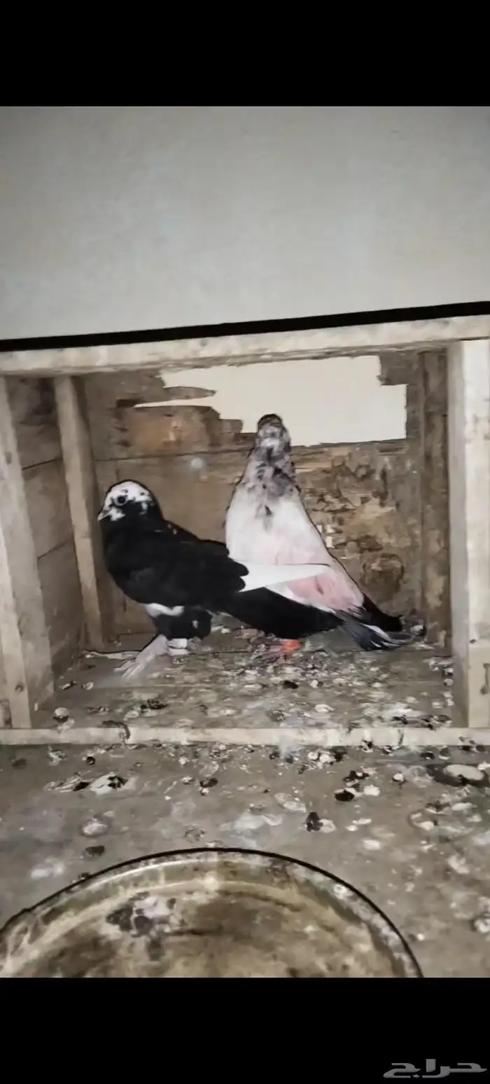 حمام للبيع 1