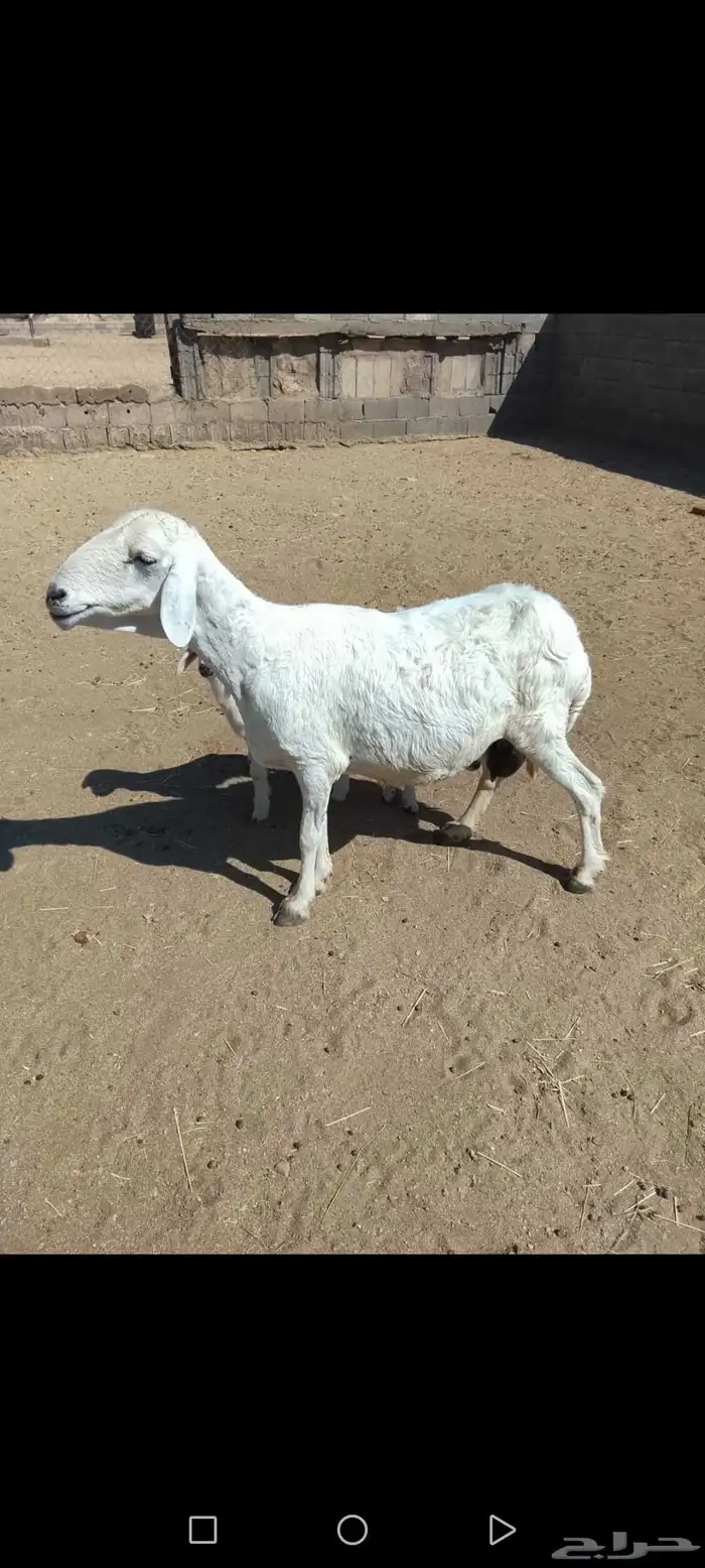 للبيع شاه متاومه عليها خروفين رايم وديو دها سليمه شرط 2