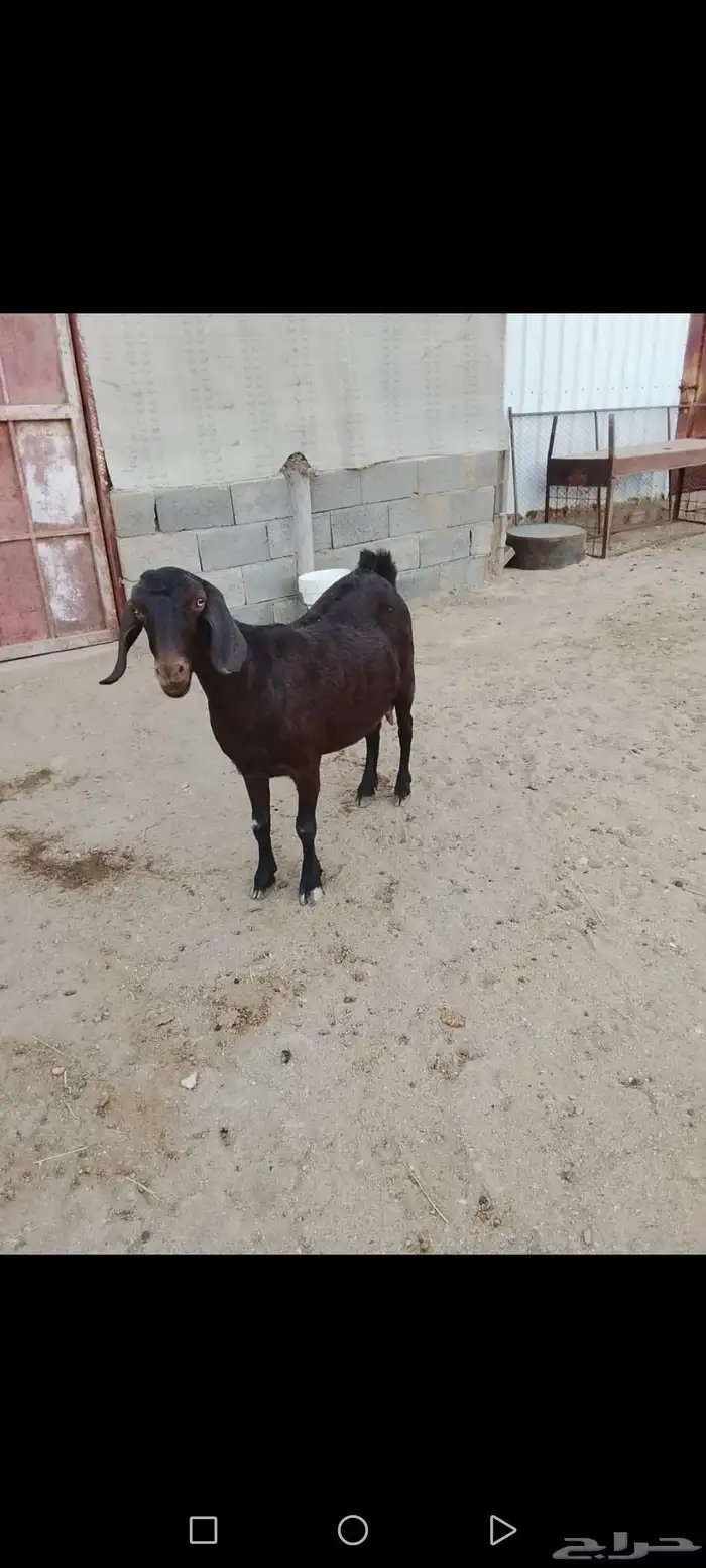 للبيع عنز دافع شرط دهماء طول جرم ومد وجهه سليمه شرط 1