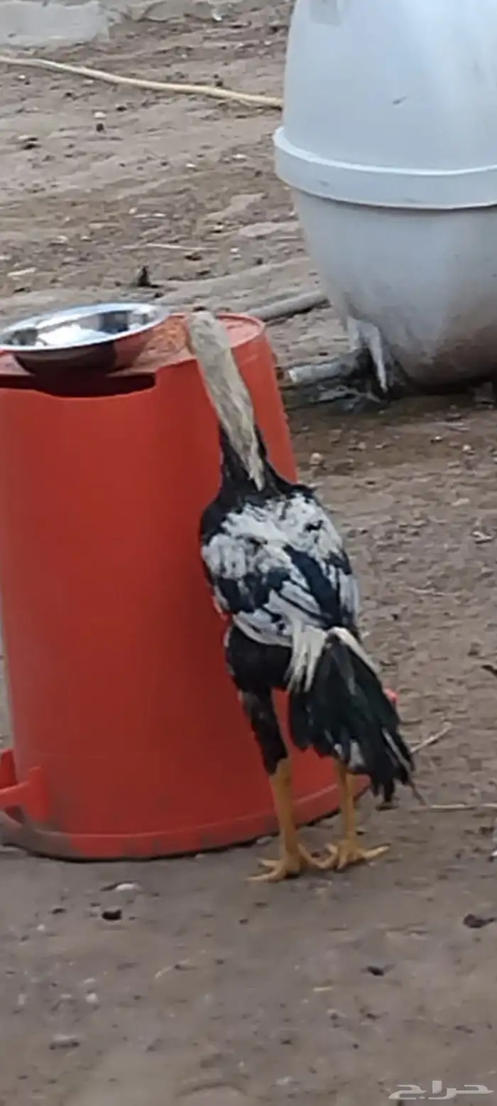 ديك باكستاني ما شاءالله تبارك الله طول 0