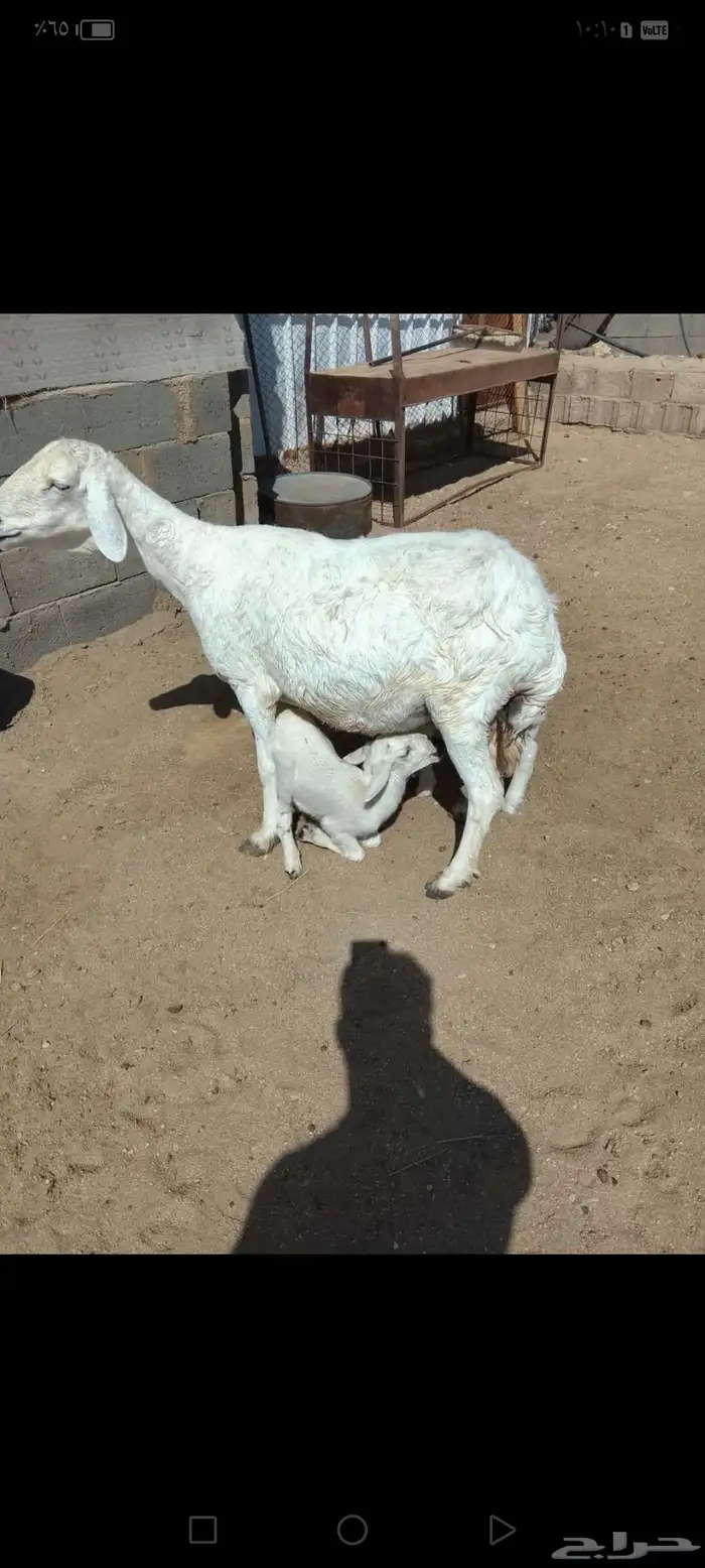 للبيع شاه متاومه عليها خروفين رايم وديو دها سليمه شرط 1