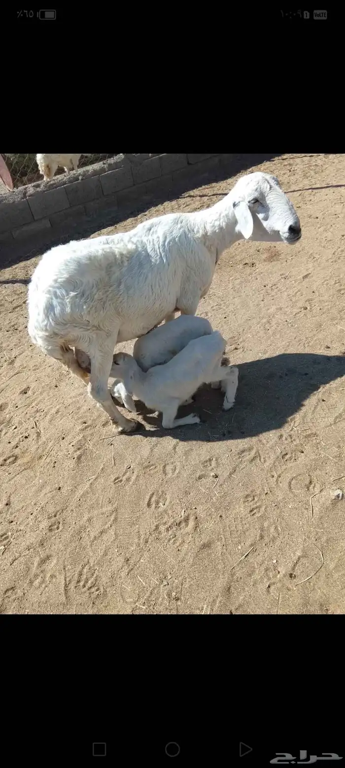 للبيع شاه متاومه عليها خروفين رايم وديو دها سليمه شرط 0