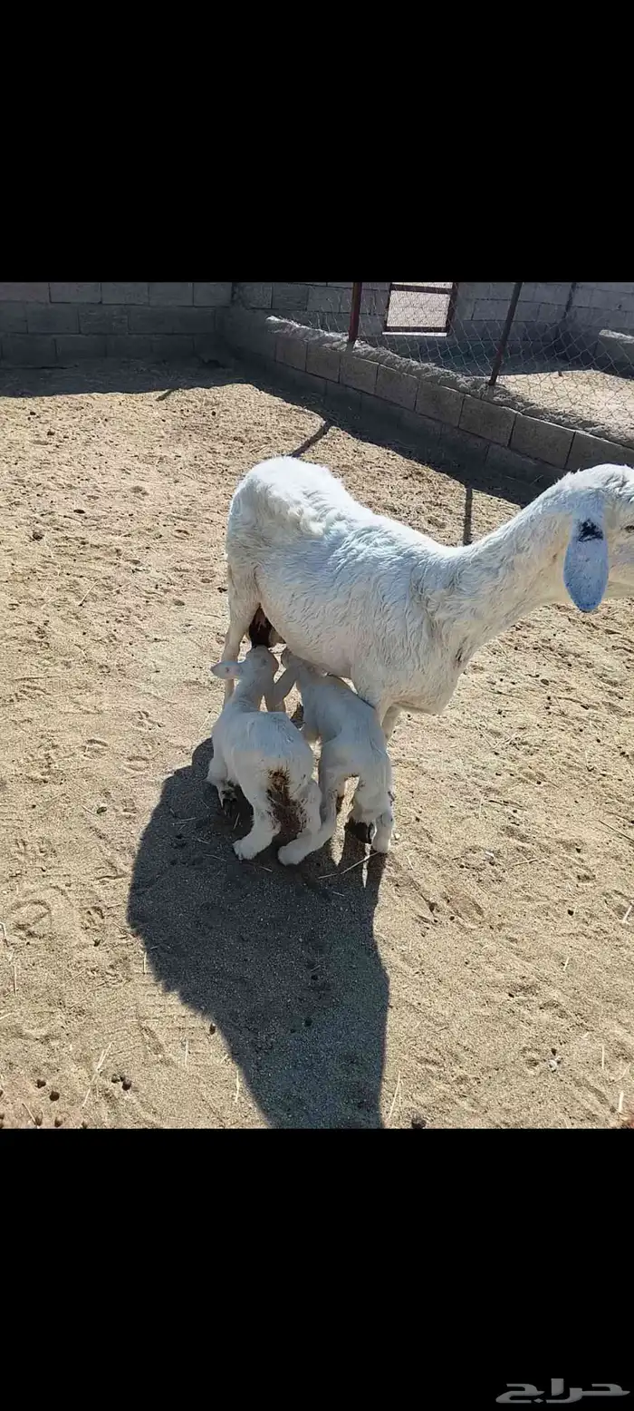للبيع شاه متاومه عليها خروفين رايم وديو دها سليمه شرط 3