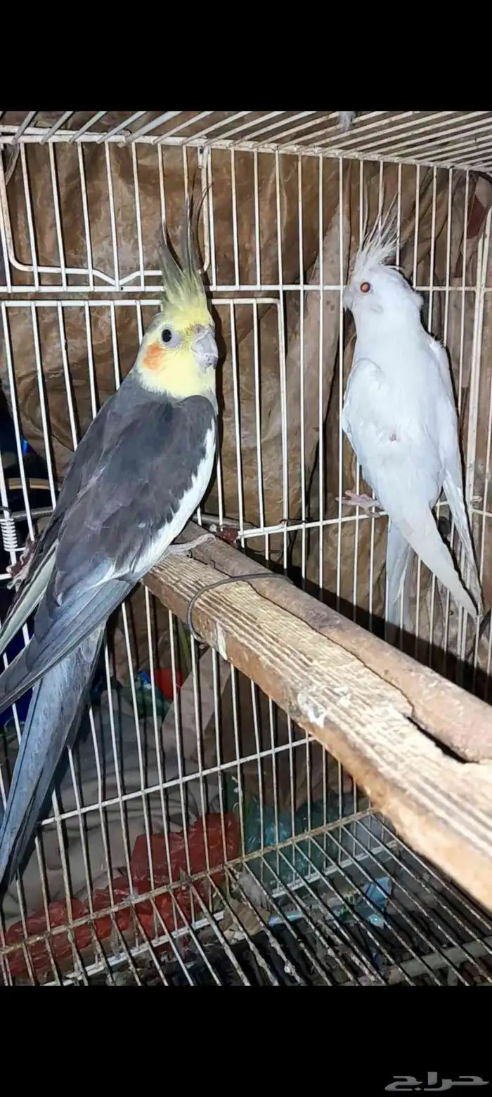 زوج كروان 3