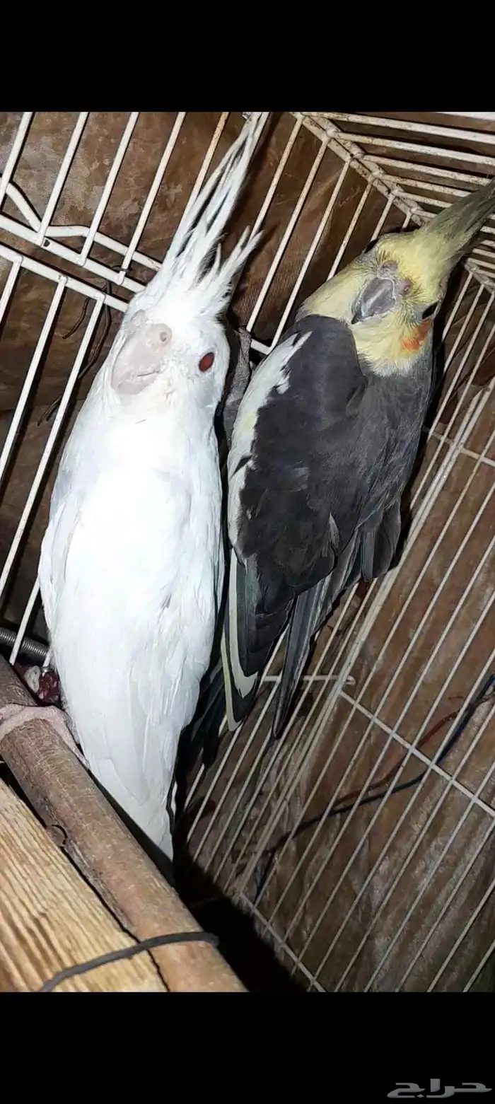 زوج كروان 2