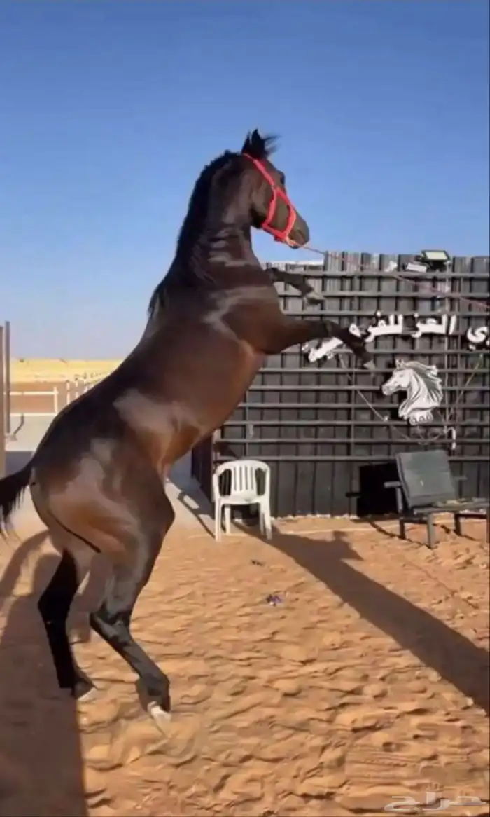 حصان شعبي 25