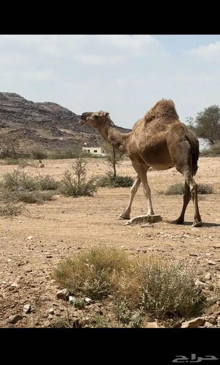 ناقه شماليه ماخض على جميع الشروط 1