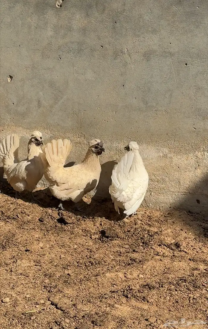 دجاج حباحب 2