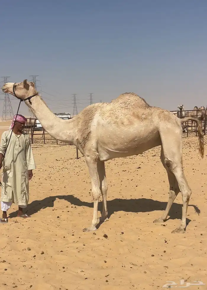 هجن سودانيه 1