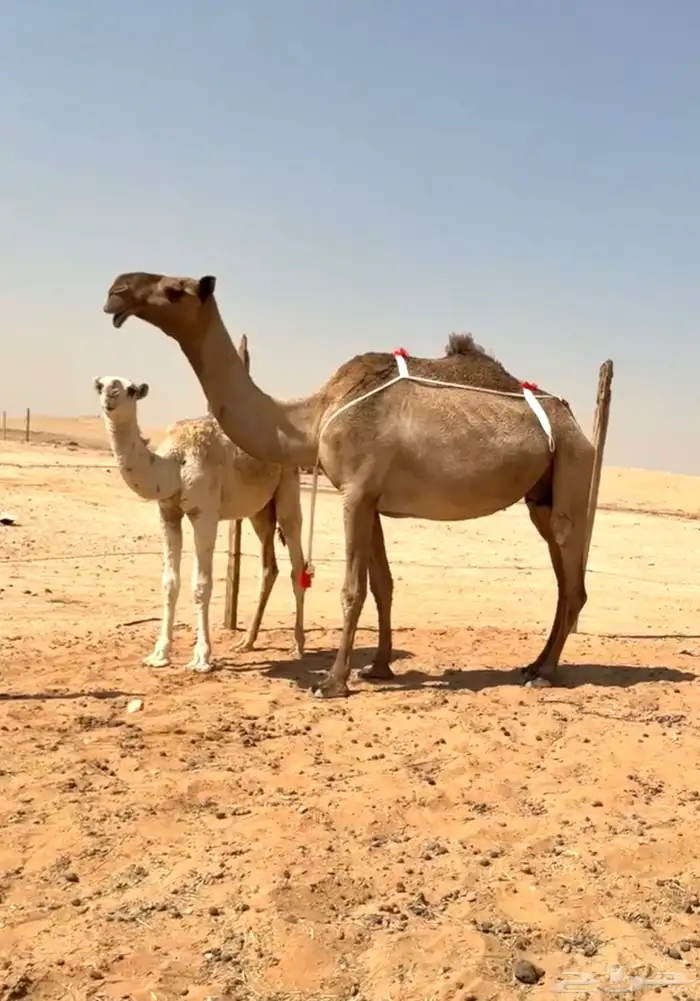 عشراء معه قعود 0