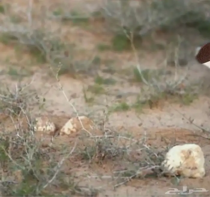 بذور برية جديده ونضيفه بالكيلو (رقروق) نبات (الجريد) 6