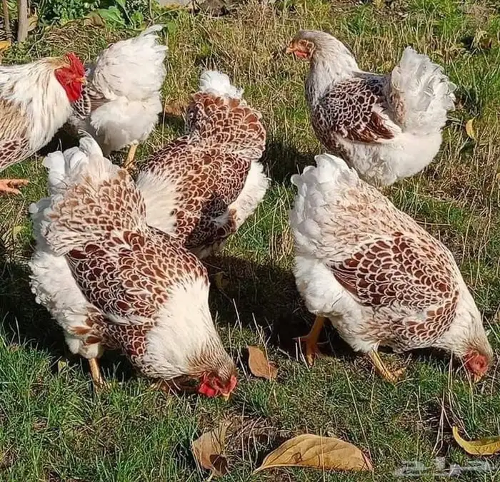 دجاج الوايندوت العملاق 8