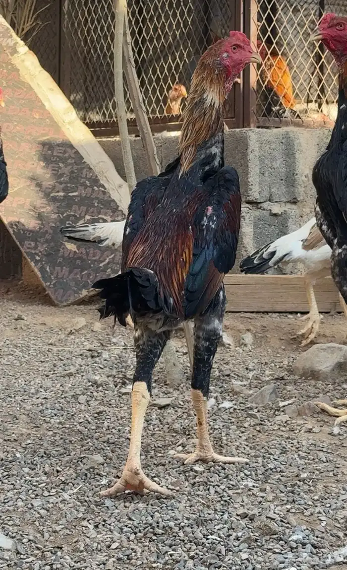 ديوك شامو 2