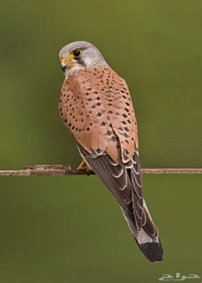 شرياص شبوط 1